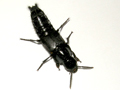 Quedius dilatatus